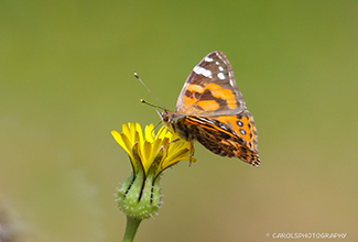 AUSTRALIAN PAINTED LADY (Vanessa karshawi)