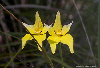 COWSLIP ORCHID (Caladenia flava)