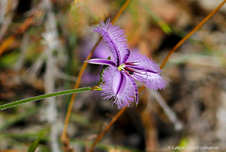 FRINGED LILY (Thysanotus arenarius)