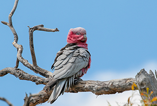 GALAH OR ROSE BREASTED COCKATOO (Eolophus roseicapilla)