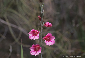 GLADIOLI (Gladiolus caryophyllaceus)