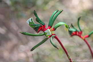 KANGAROO PAW (Anigozanthos manglesii)