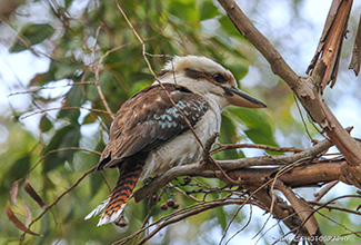 KOOKABURRAH (Dacelo novaeguineae)