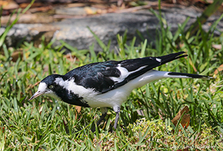 MAGPIE LARK (Grallina cyanoleuca)