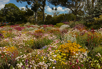 MIXED BED OF WILDFLOWERS