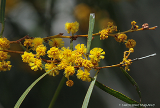 NATIVE OR GOLDEN WATTLE (Acacia pycnantha)