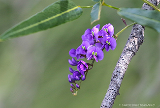 NATIVE WISTERIA (Callerya megasperma)