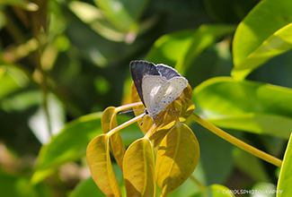 PALE GRASS BLUE (Pseudozizeeria maha)