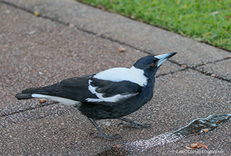 PIED BUTCHERBIRD (Cracticus nigrogularis)