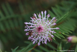 PIMELEA SYLVESTRIS