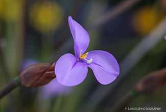 PURPLE OR NATIVE FLAG (Patersonia sericea)