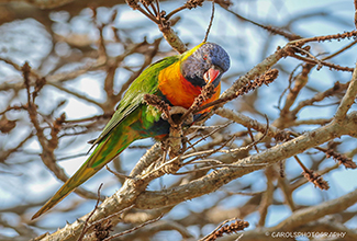 RAINBOW LORIKEET (Trichoglossus moluccanus)