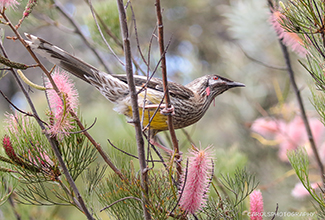 RED WATTLE BIRD - JUVENILE(Anthochaera carunculata)