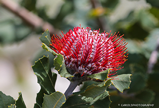 SCARLET BANKSIA (Banksia coccinea)