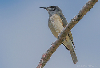 SINGING HONEYEATER (Gavicalis virescens)