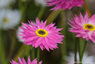 STRAWFLOWERS (Xerochrysum bracteatum)