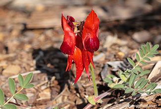 STUART'S DESERT PEA (Swainsona formosa)