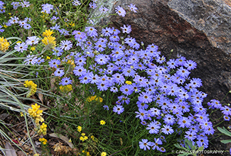SWAN RIVER DAISIES AND PRICKLY COTTENHEADS ( Brachyscome iberidifolia & Conostylis aculeata)