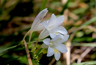 WHITE FREESIA (Freesia alba × leichtlinii)