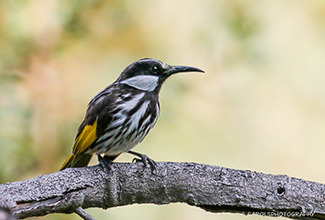 WHITE CHEEKED HONEYEATER (Phylidonyris niger)