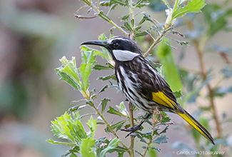 WHITE CHEEKED HONEYEATER (Phylidonyris niger)