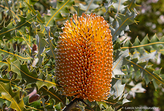 WOOLLY ORANGE BANKSIA (Banksia victoriae)