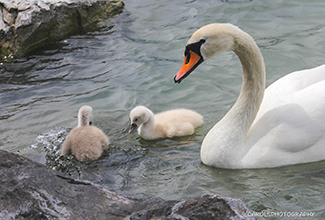 MUTE SWAN AND CYGNETS (Cygnus olor)