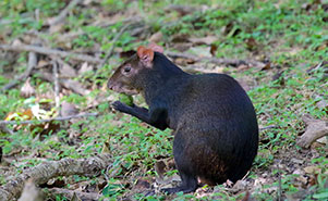 AGOUTI(Dasyprocta leporina)