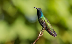 BLACK-THROATED MANGO HUMMINGBIRD(Anthracothorax nigricollis)