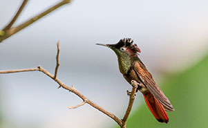 RUBY TOPAZ HUMMINGBIRD  - MALE(Chrysolampis mosquitus) 