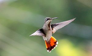 RUBY TOPAZ HUMMINGBIRD - FEMALE