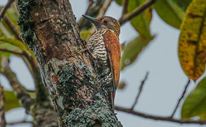THE RED RUMPED WOODPECKER(Veniliornis kirkii)