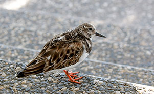 RUDDY TURNSTONE(Arenaria interpres)