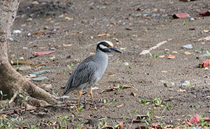 YELLOW CROWNED NIGHT HERON (Nyctanassaviolacea)