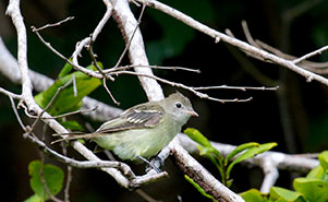 YELLOW-BELLIED ELAENIA (Elaenia flavogaster)