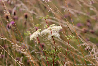 MEADOWSWEET (Filipendula ulmaria)