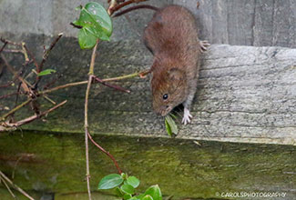 BANK VOLE (Myodes glareolus)