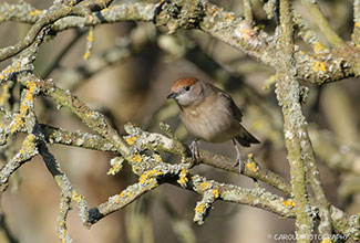 BLACKCAP-(Sylvia-atricapilla)