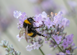 BUFF TAILED BUMBLE BEE