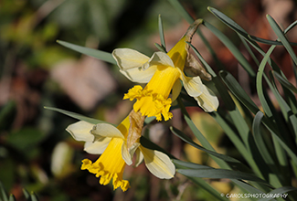 DAFFODILS