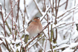 CHAFFINCH