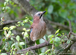 EURASIAN JAY