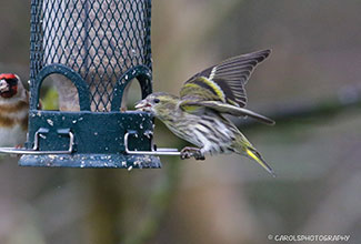 SISKIN-(Spinus-spinus)