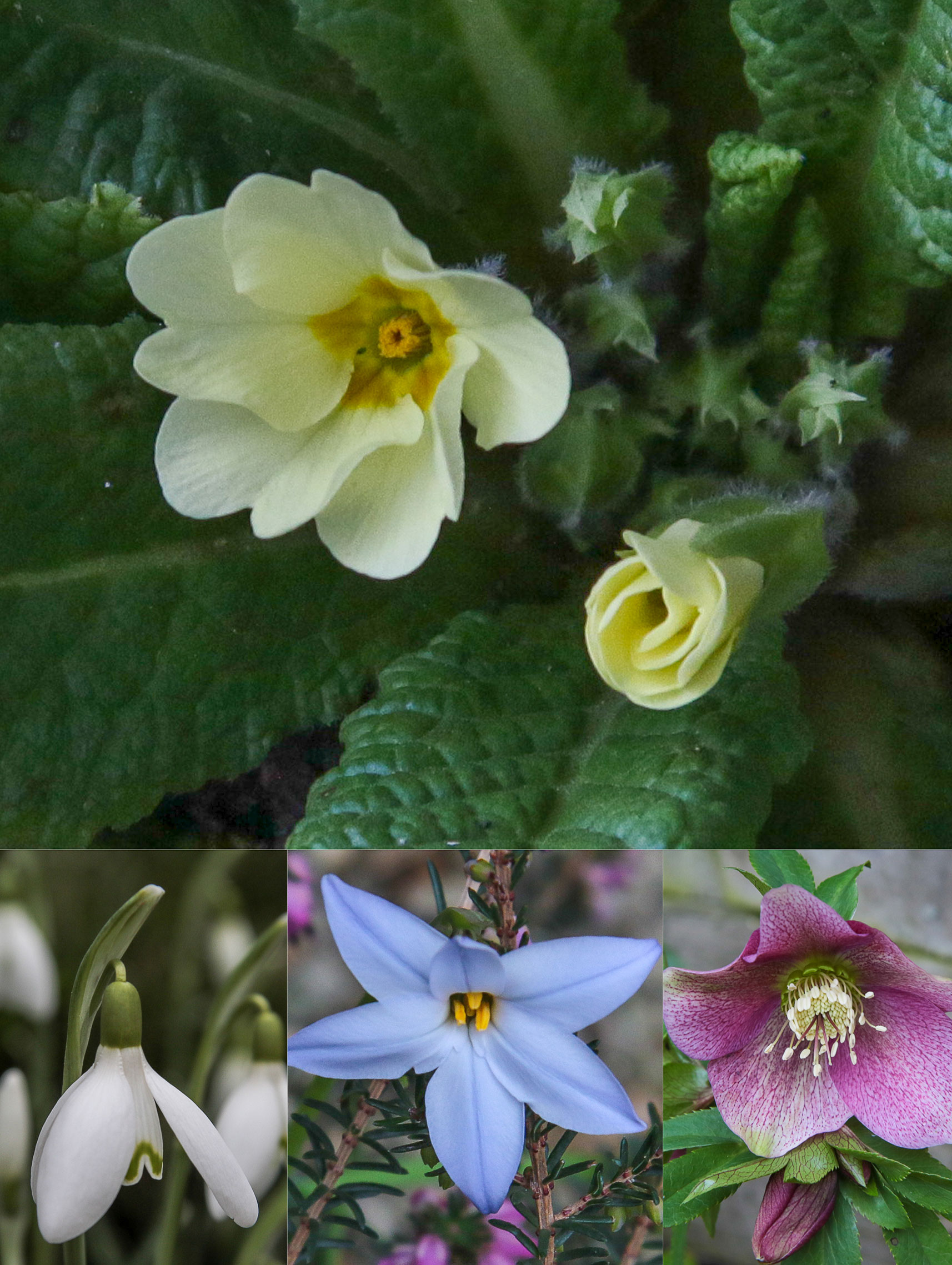 SOME OF THE GARDEN SPRING FLOWERS