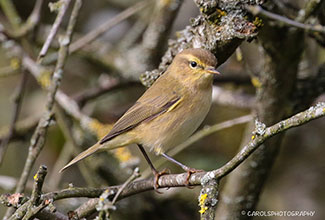 WILLOW WARBLER(Phylloscopus trochilus)