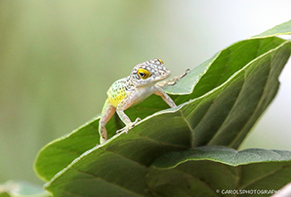 GREEN TREE LIZARD