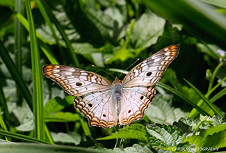 WHITE PEACOCK