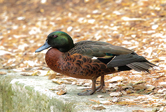 CHESTNUT TEAL (Anas castanea)