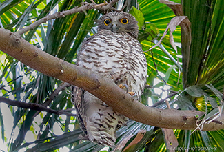 POWERFUL OWL (Ninox strenua)
