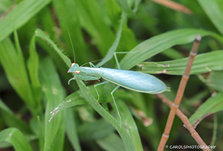 TROPIDOMANTIS
